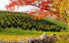 Autumn at The Rocks