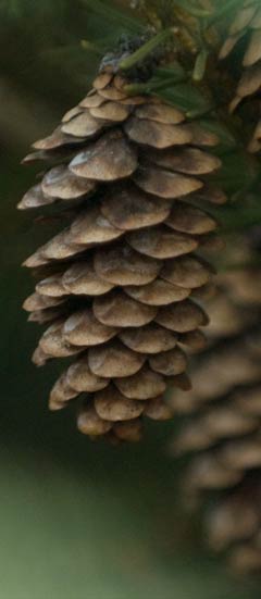 Fir Cone