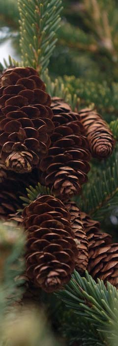 Fir Cones