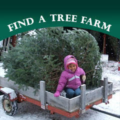 Find a Christmas Tree Farm