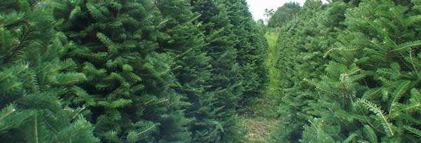 Vermont Christmas Tree Farm