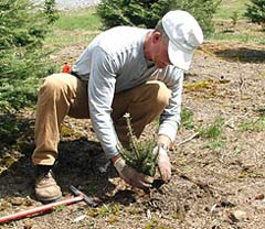 Planting