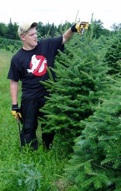 wholesale christmas trees nh vt christmas tree association wholesale christmas trees nh vt christmas tree association