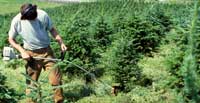 Tree Pruning