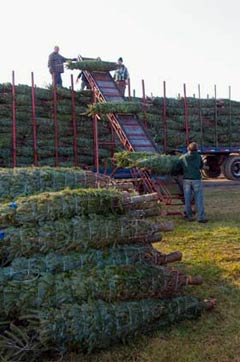 wholesale christmas trees nh vt christmas tree association wholesale christmas trees nh vt christmas tree association