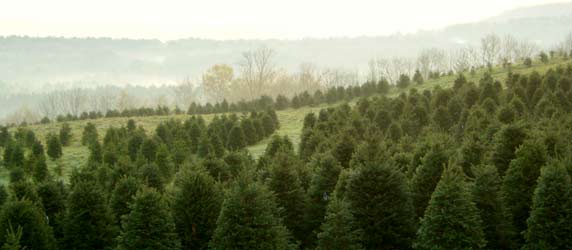 christmas trees in the news nh vt christmas tree association christmas trees in the news nh vt christmas tree association