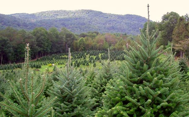 Paxton Greens Tree Farm