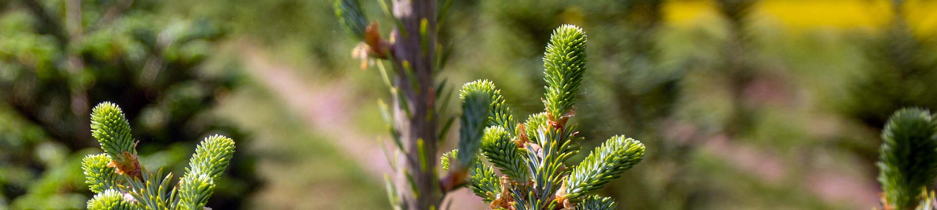 Fir Tree Boughs