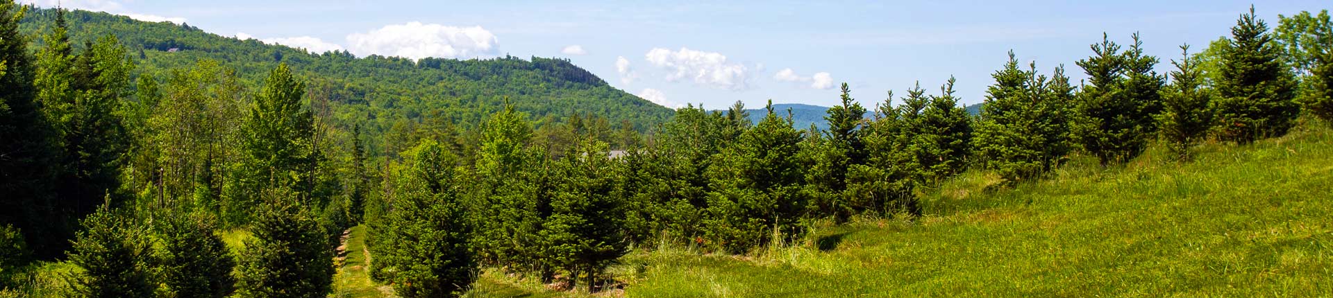 Christmas Tree Farm