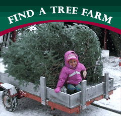 Find a Christmas Tree Farm