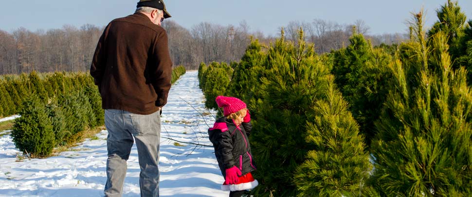 Tree harvest with Grandpa