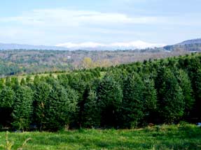 Christmas Tree Farm