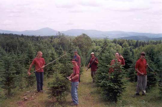 Pineberry Farm